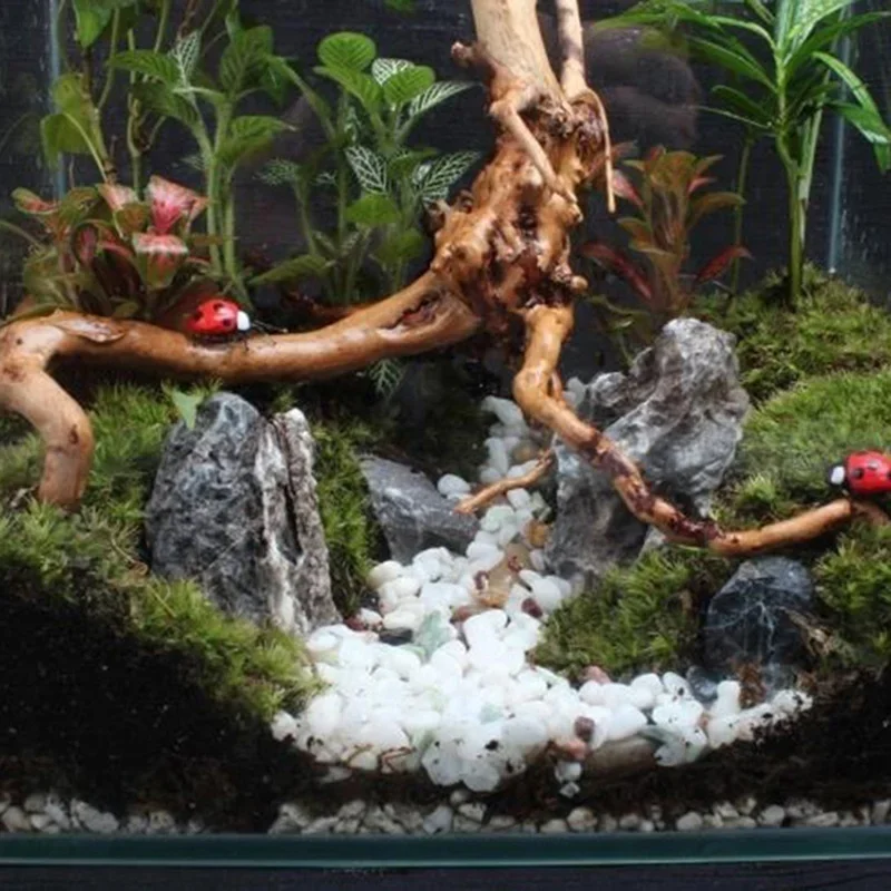 水族館、魚のタンク、爬虫類の根の植物、木の装飾、装飾アクセサ - Aquarium Fish For Sale Online のレビューと価格