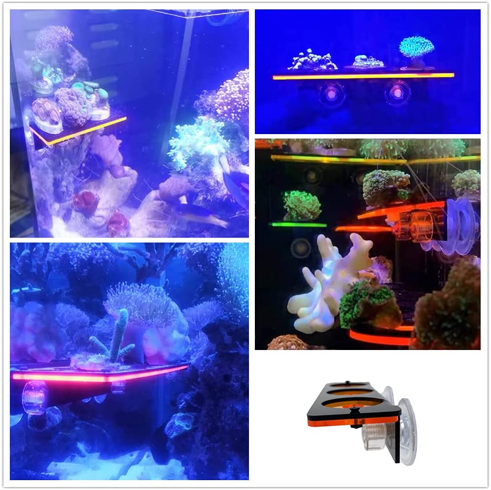 蛍光サンゴフラグプラグブラケット成長ホルダーアクリルラックマ - Aquarium Fish For Sale Online のレビューと価格